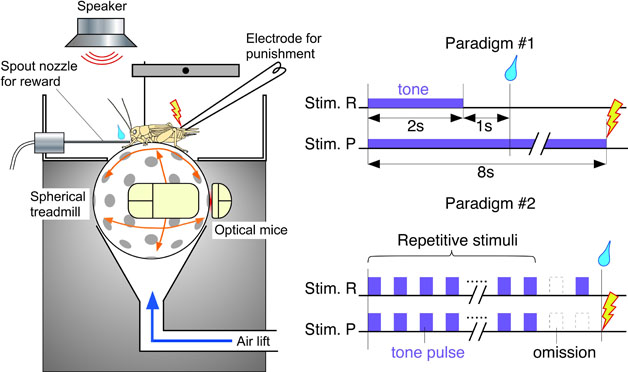 Neural mechanism of time sense in insects